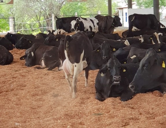 Compost Barn